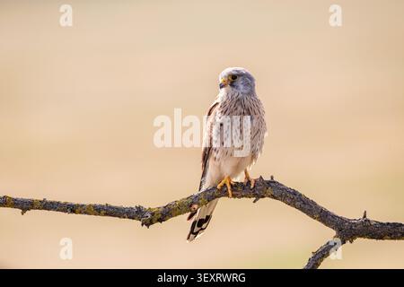 Gheppio comune (Falco tinnunculus), maschio adulto Foto Stock