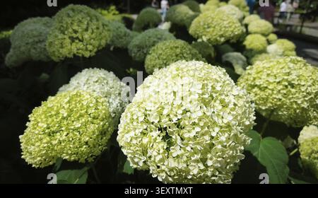 Fiori bianchi delle ortensie delle Annabelle che fioriscono in un giardino estivo Foto Stock