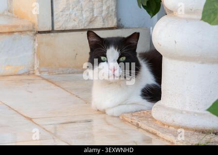 Un gatto bianco e nero giace comodamente su un pavimento in marmo, che riposa accanto a una colonna bianca in un giardino soleggiato, circondato dal verde e dalla calma Foto Stock