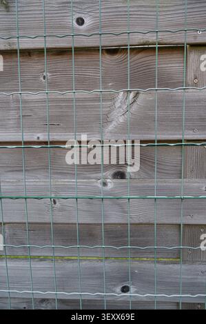 Muro di legno consumato con rivestimento in rete metallica verde e venatura texture, superficie rustica smorzata con vernice scrostata, buchi di chiodi, crepe ruvide, naturale Foto Stock