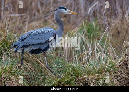 Great Blue Heron (Ardea herodias) sulla caccia a Marsh Island a Seattle, Washington Foto Stock