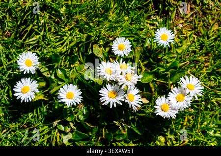 Bellis perennis the daisy, è una specie europea della famiglia delle Asteraceae, spesso considerata la specie archetipo del nome daisy. Madrid, Spagna, E. Foto Stock
