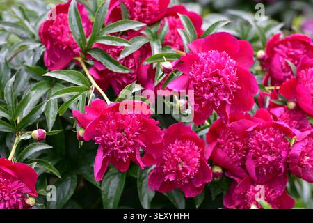 Bellissimi fiori di peonia rosa in piena fioritura dopo la pioggia estiva. I lussureggianti giardini fioriti con petali vivaci e il fresco verde vegetale creano un colorato Foto Stock