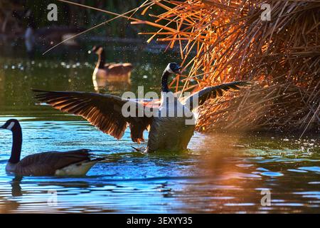 Oca del Canada che distende le ali in uno stagno illuminato dal sole con canne e uccelli acquatici Foto Stock