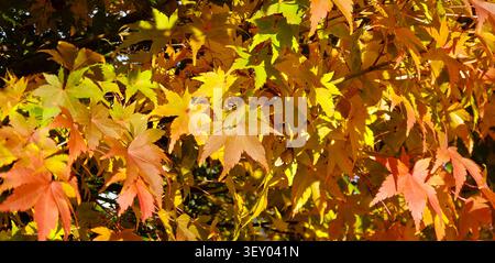 L'acero colorato d'autunno lascia lo sfondo alla luce del sole dorato Foto Stock