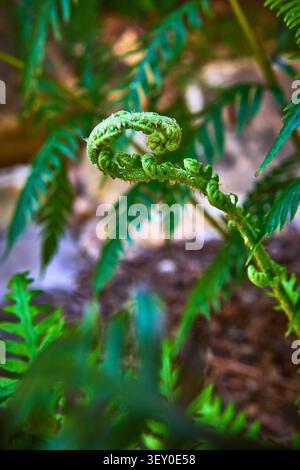 Fiddlehead di felce in primo piano con foglie verdi vibranti in un contesto naturale di canyon Foto Stock