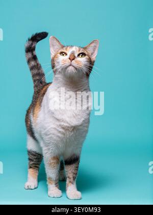 Studio Ritratto di un curioso Calico Cat in piedi su un vivace sfondo color ottanio Foto Stock