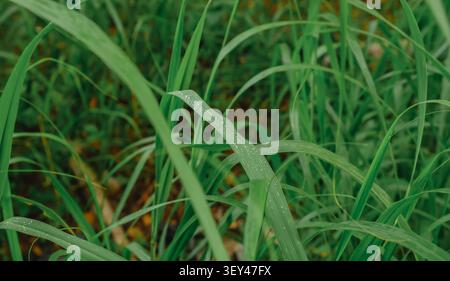 Lame per erba verde con gocce d'acqua dopo la pioggia Foto Stock