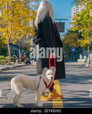 Donna bionda con cappotto nero cammina il cane bianco sul guinzaglio rosso lungo la strada della città in autunno Foto Stock