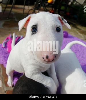 Primi piani estremi grazie alla lente a occhio di pesce di un cucciolo giovane, bianco, Bull terrier Foto Stock