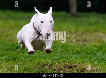 Il terrier toro bianco in miniatura è sorpreso in aria mentre corri e gioca nell'erba Foto Stock