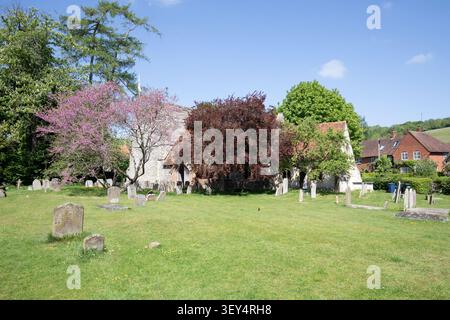 St Mary the Virgin Church a Turville, Buckinghamshire, con lapidi storiche e fiori rosa primaverile contro le Chiltern Hills. Foto Stock