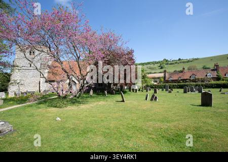 St Mary the Virgin Church a Turville, Buckinghamshire, con lapidi storiche e fiori rosa primaverile contro le Chiltern Hills. Foto Stock