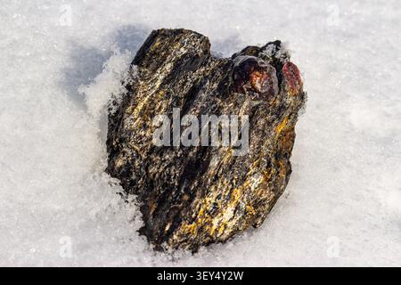 Porri di cristallo di granato di almandina cruda da da scisto di mica a strati, brillanti sulla neve fresca. Una scoperta geologica unica, il tesoro invernale della natura. Kitelskoe d Foto Stock