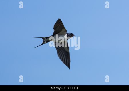 Rauchschwalbe, Rauch-Schwalbe, Schwalbe, Schwalben, Weibchen, fliegend, Flug, Flugbild, Hirundo rustica, rondine, fienile ingoiare, donna, volare, volare Foto Stock