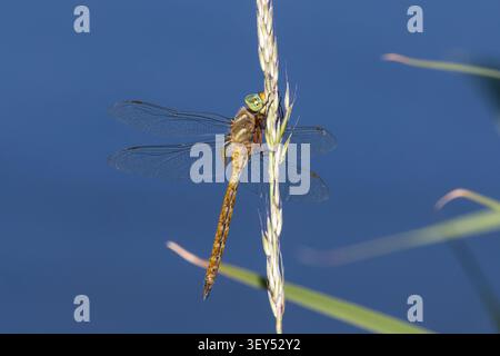 Keilflecklibelle, Keilfleck-Mosaikjungfer, Keilfleck-Libelle, Aeshna isoceles, Anaciaeschna isosceles, isocele Isoaeschna, falegname dagli occhi verdi, Norfolk Foto Stock