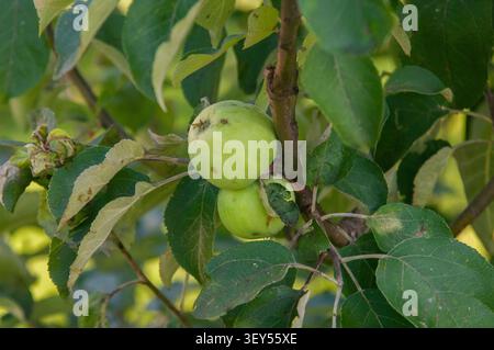 Uno shot ravvicinato di due piccole mele verdi appese da un ramo tra foglie verdi lussureggianti in un frutteto o giardino all'aperto. Foto Stock