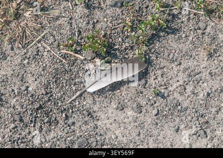 Una singola piuma grigia giace sul terreno roccioso e asciutto con piccole piante verdi che crescono nelle vicinanze. La scena viene catturata alla luce naturale con un Foto Stock
