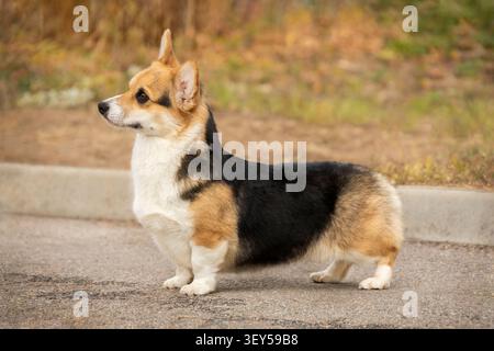 Corgi Pembroke tricolore che si prepara per una mostra canina Foto Stock