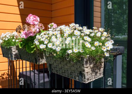 Colorate fioriere in balcone con margherite bianche in fiore e gerani rosa sulla soleggiata terrazza estiva Foto Stock
