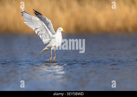 Gabbiano di aringa; Larus argentatus; volo; superficie d'acqua; Regno Unito Foto Stock