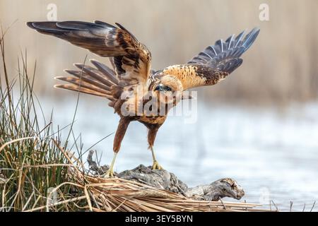 Marsh Harrier; Circus aeruginosus; Female; Wings Spread; Spagna Foto Stock
