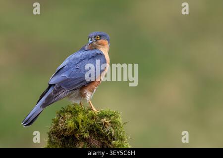 Sparrowhawk; Accipiter nisus; maschio; Regno Unito Foto Stock