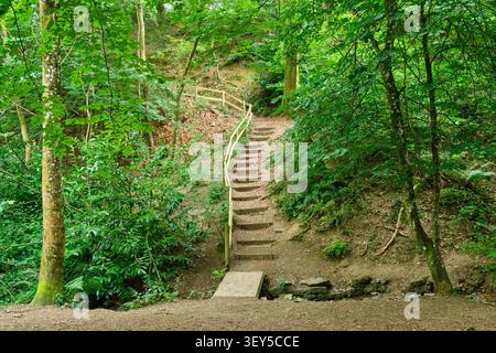 I gradini in Rectory Woods vicino all'ingresso di Townbrook Hollow, Church Stretton, Shropshire Foto Stock