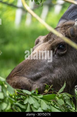 Ritratto ravvicinato di un alce che si aggira nel verde del bosco Foto Stock
