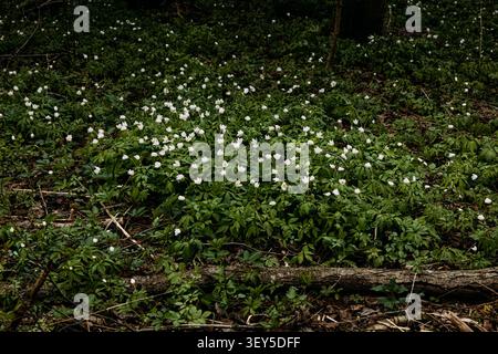 Fiori di anemone bianchi che fioriscono in una foresta primaverile scura Foto Stock