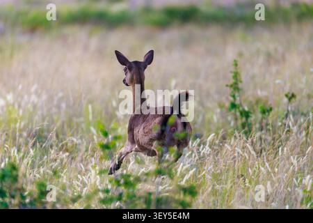 Cervo europeo (Dama dama) nascosto nella vegetazione Foto Stock