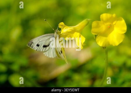 Farfalla bianca su un fiore giallo di oxalis, che va in cerca di nettare in natura Foto Stock