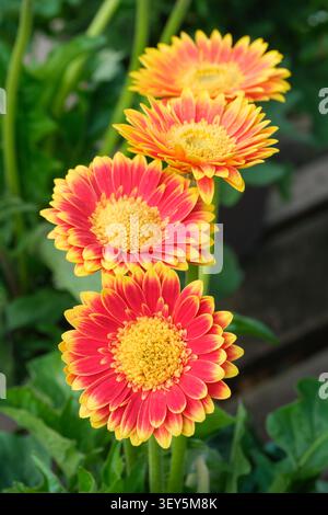 Gerbera Garvinea Sweet Blaze, Gerbera Hilswebla, bicolore, arancione e oro, centro verde Foto Stock