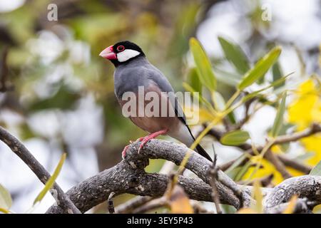 Java Sparrow, Padda oryzivora, Java Finch, Java Rice Sparrow, Java Rice Bird (Padda oryzivora, Lonchura oryzivora), seduta su una filiale, Stati Uniti, Hawaii, Foto Stock
