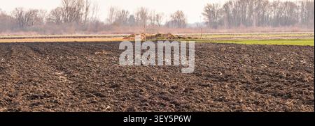 Lapwing settentrionale (Vanellus vanellus), sciame che attraversa, riposa su terreni a riposo, uccelli che ritornano dai loro quartieri invernali, Germania, Baviera, ERD Foto Stock