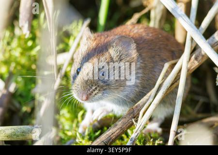 bank vole (Clethrionomys glareolus, Myodes glareolus), seduta sul muschio tra le corse asciutte , Germania, Baviera, Lago Chiemsee Foto Stock