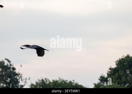 Grande cormorano che vola in basso attraverso un paesaggio naturale con ali sparse, mostrando il comportamento degli uccelli selvatici durante la luce serale. Foto Stock