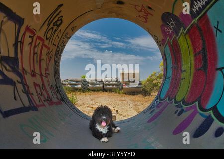 Cane acquatico spagnolo che riposa all'interno di un grande tubo di cemento ricoperto di graffiti presso la ferrovia pendolare incompiuta tra Mostoles e Navalcarnero. Foto Stock