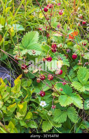 Fragola selvatica su un prato Foto Stock