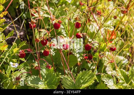 Prato con fragole rosse selvatiche Foto Stock