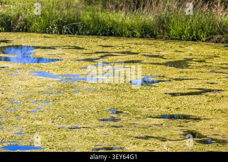 In acqua fioriscono alghe pesanti Foto Stock