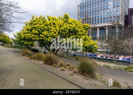 Un mimosa o albero di acacia argentata (Acacia dealbata) in fiore a marzo, Queen Elizabeth Olympic Park, Stratford, Londra E20, Regno Unito Foto Stock