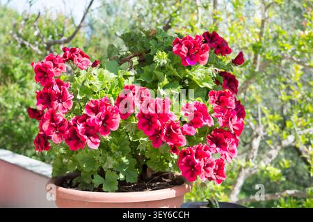 Fioritura di Pelargonium rosso (Pelargonium) Fiori in un vaso di fiori su una soleggiata terrazza mediterranea Foto Stock