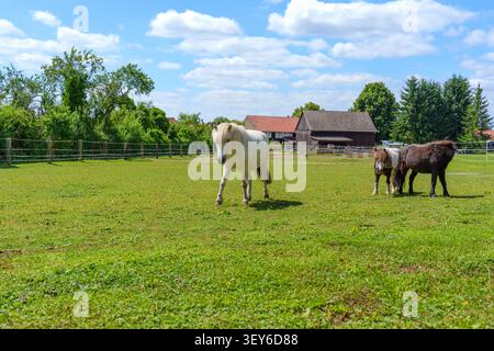 Il pony bianco cammina attraverso un pascolo verde con pony scuri sullo sfondo. Include una recinzione in legno, edifici agricoli, alberi e cielo blu con nuvole. Foto Stock