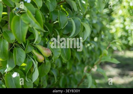Grappolo di pere immature appese tra foglie verdi lucide su un ramo di albero da frutto nel giardino Foto Stock