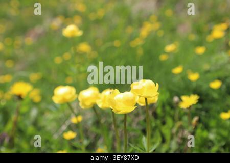 Primo piano di fiori di globo europei (Trollius europaeus) in fiore in un prato alpino con un morbido bokeh verde nelle Alpi italiane durante l'estate. Foto Stock