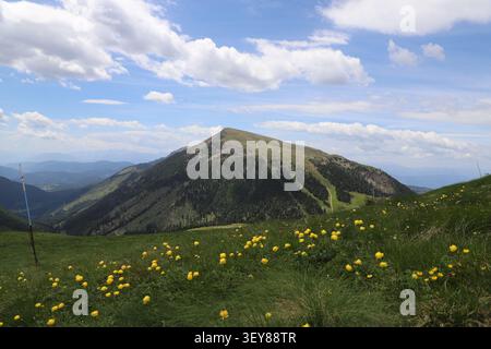 Prato alpino panoramico con fiori a globo in fiore (Trollius europaeus) che si affaccia su una cresta montuosa sotto un drammatico cielo blu con nuvole bianche Foto Stock