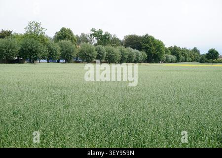 Sierpc, Polonia - 14 giugno 2026: Museo della campagna mazoviana, campo in Villaggio Foto Stock