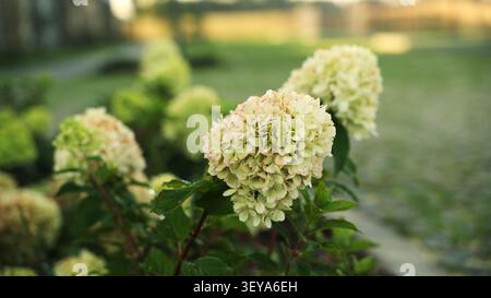 Hydrangea paniculata che fiorisce in un giardino estivo con luce naturale soffusa per creare una tranquilla atmosfera all'aperto Foto Stock