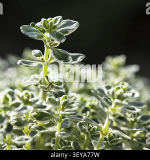 Primo piano delle foglie di timo di limone, Thymus citriodorus primo piano delle foglie maculate di timo di limone, Thymus citriodorus Foto Stock